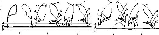 Diaphragm: figure 3 from the 1928–1936 encyclopedia article