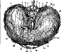 Diaphragm: figure 2 from the 1928–1936 encyclopedia article