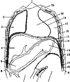 Diaphragm: figure 4 from the 1928–1936 encyclopedia article