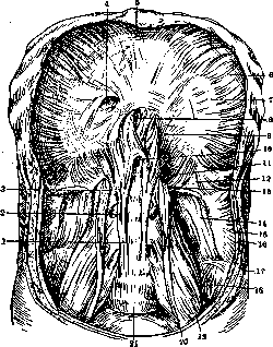 Diaphragm: figure 1 from the 1928–1936 encyclopedia article