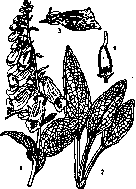 Diverticulum: figure 1 from the 1928–1936 encyclopedia article