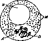 Dictyosomes: figure 1 from the 1928–1936 encyclopedia article
