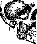 Mastication: figure 1 from the 1928–1936 encyclopedia article