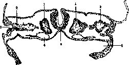 Embryo: figure 10 from the 1928–1936 encyclopedia article