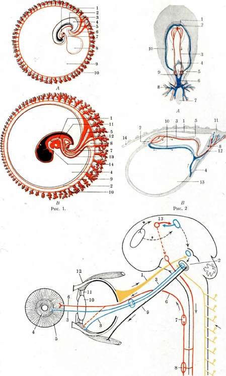 Embryo: figure 6 from the 1928–1936 encyclopedia article