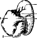 Embryo: figure 11 from the 1928–1936 encyclopedia article
