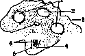 Embryo: figure 17 from the 1928–1936 encyclopedia article