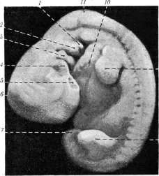 Embryo: figure 13 from the 1928–1936 encyclopedia article