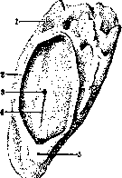 Embryo: figure 7 from the 1928–1936 encyclopedia article