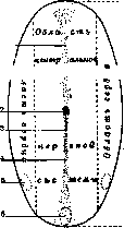 Embryo: figure 8 from the 1928–1936 encyclopedia article