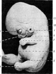Embryo: figure 14 from the 1928–1936 encyclopedia article