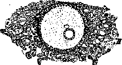 Embryo: figure 1 from the 1928–1936 encyclopedia article