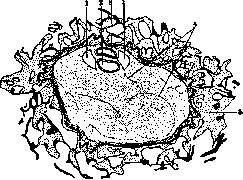 Embryo: figure 2 from the 1928–1936 encyclopedia article