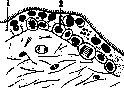 Embryo: figure 12 from the 1928–1936 encyclopedia article