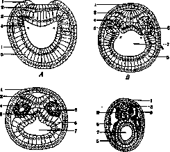 Germ Layers: figure 4 from the 1928–1936 encyclopedia article