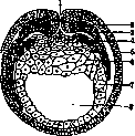 Germ Layers: figure 5 from the 1928–1936 encyclopedia article