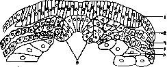 Germ Layers: figure 1 from the 1928–1936 encyclopedia article