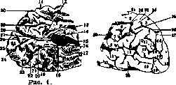 Occipital Lobe: figure 1 from the 1928–1936 encyclopedia article