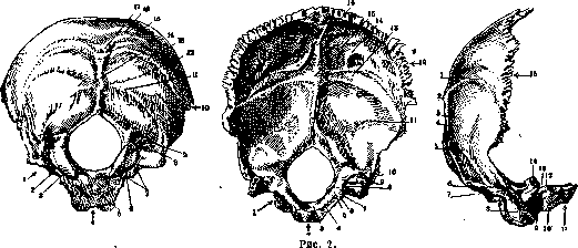 Occipital Bone: figure 1 from the 1928–1936 encyclopedia article