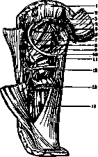 Occipital Region: figure 4 from the 1928–1936 encyclopedia article