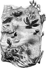 Capsules: figure 3 from the 1928–1936 encyclopedia article
