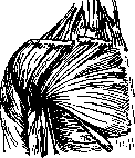 Clavicle: figure 6 from the 1928–1936 encyclopedia article