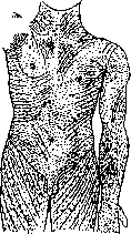 Skin: figure 1 from the 1928–1936 encyclopedia article
