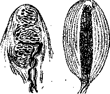 Skin: figure 2 from the 1928–1936 encyclopedia article