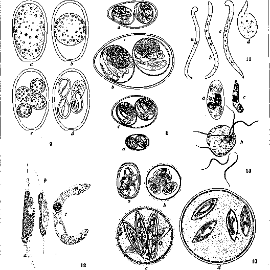 Coccidia: figure 2 from the 1928–1936 encyclopedia article