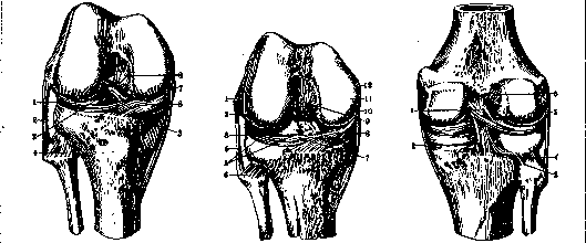 Knee Joint: figure 1 from the 1928–1936 encyclopedia article
