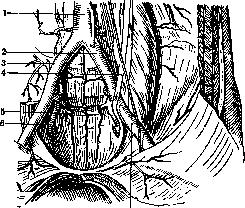 Coccyx: figure 4 from the 1928–1936 encyclopedia article