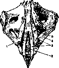 Coccyx: figure 2 from the 1928–1936 encyclopedia article