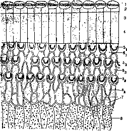 Organ of Corti: figure 6 from the 1928–1936 encyclopedia article