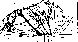Organ of Corti: figure 4 from the 1928–1936 encyclopedia article