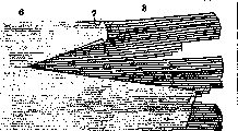 Organ of Corti: figure 3 from the 1928–1936 encyclopedia article