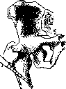 Bone: figure 16 from the 1928–1936 encyclopedia article