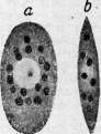 Blood: figure 4 from the 1928–1936 encyclopedia article