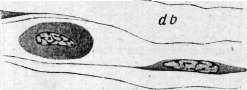 Blood: figure 5 from the 1928–1936 encyclopedia article