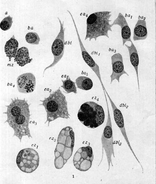 Blood: figure 1 from the 1928–1936 encyclopedia article
