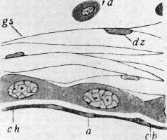 Blood: figure 3 from the 1928–1936 encyclopedia article