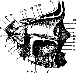 Pterygium: figure 1 from the 1928–1936 encyclopedia article