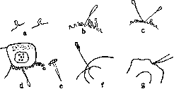 Tissue Cultures: figure 4 from the 1928–1936 encyclopedia article