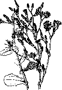 Lactoscope: figure 1 from the 1928–1936 encyclopedia article