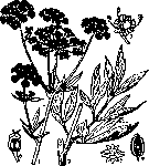 Levin: figure 1 from the 1928–1936 encyclopedia article