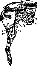 Lymphatic System (a1605): figure 3 from the 1928–1936 encyclopedia article