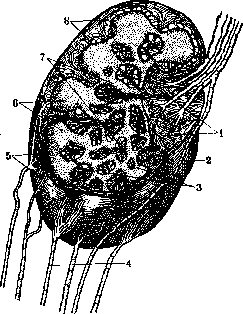 Lymphatic System (LYMPHATIC SYSTEM): figure 12 from the 1928–1936 encyclopedia article
