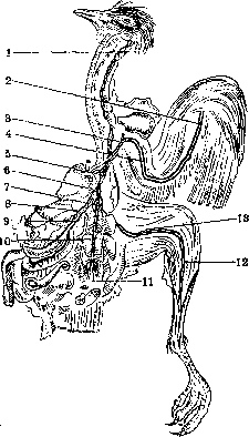 Lymphatic System (a1605): figure 6 from the 1928–1936 encyclopedia article