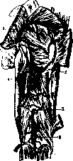 Lymphatic System (LYMPHATIC SYSTEM): figure 4 from the 1928–1936 encyclopedia article
