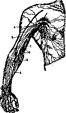 Lymphatic System (LYMPHATIC SYSTEM): figure 7 from the 1928–1936 encyclopedia article