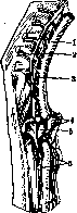 Lymphatic System (a1605): figure 4 from the 1928–1936 encyclopedia article